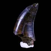 1.6" Tyrannosaur Serrated Fossil Tooth Cretaceous Dinosaur Judith River FM MT COA