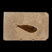 3" Diplomystus Dentatus Fossil Fish Green River FM WY Eocene Age COA, Stand