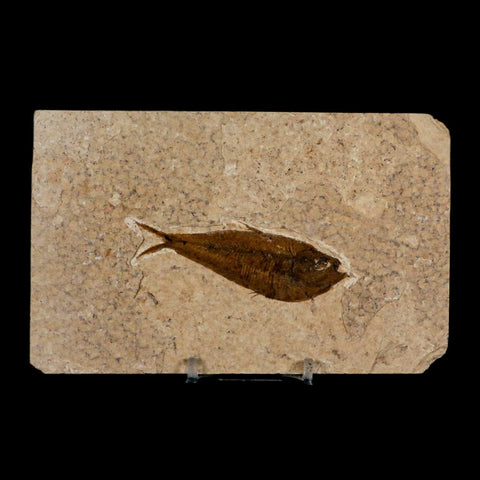 3" Diplomystus Dentatus Fossil Fish Green River FM WY Eocene Age COA, Stand
