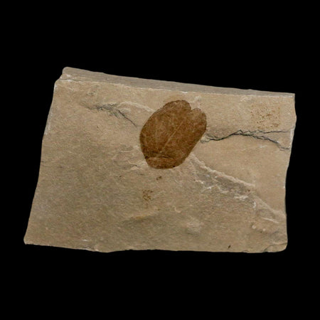 0.8" Detailed Leguminosites Lesquereuxiana Fossil Plant Leaf Eocene Green River FM Utah