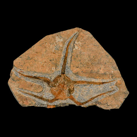 7.2" Brittlestar Ophiura Sp Starfish Fossil Ordovician Age Morocco COA & Stand - Fossil Age Minerals