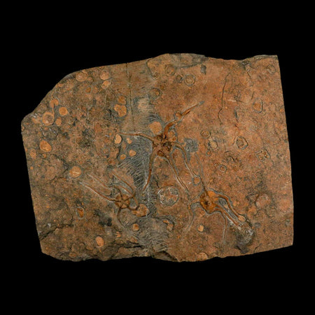 13.2" Brittle Star Ophiura Sp Starfish Mortality Plate Fossil Ordovician Age COA & Stand