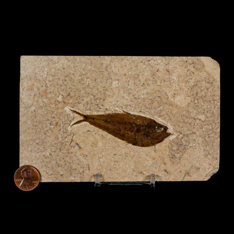 3" Diplomystus Dentatus Fossil Fish Green River FM WY Eocene Age COA, Stand