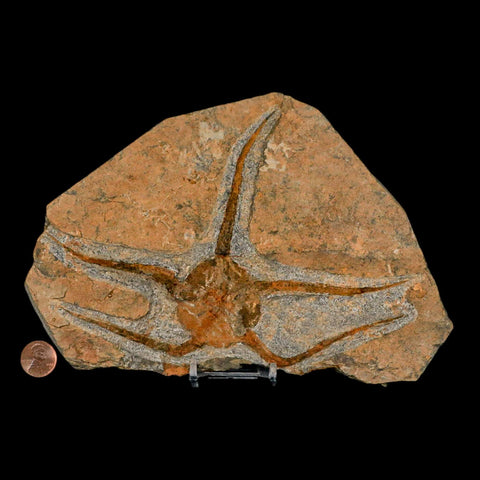 7.2" Brittlestar Ophiura Sp Starfish Fossil Ordovician Age Morocco COA & Stand - Fossil Age Minerals