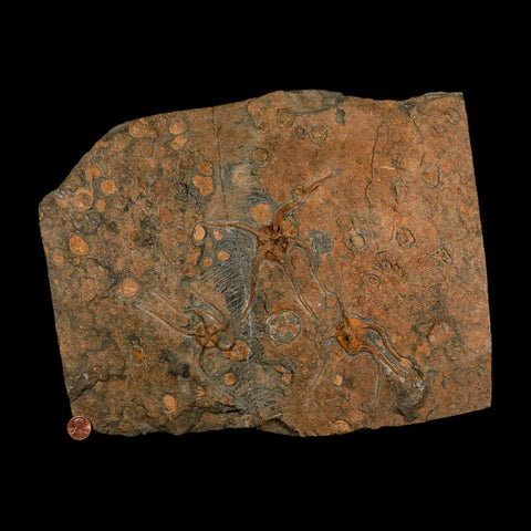 13.2" Brittle Star Ophiura Sp Starfish Mortality Plate Fossil Ordovician Age COA & Stand