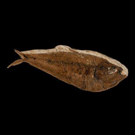 3" Diplomystus Dentatus Fossil Fish Green River FM WY Eocene Age COA, Stand