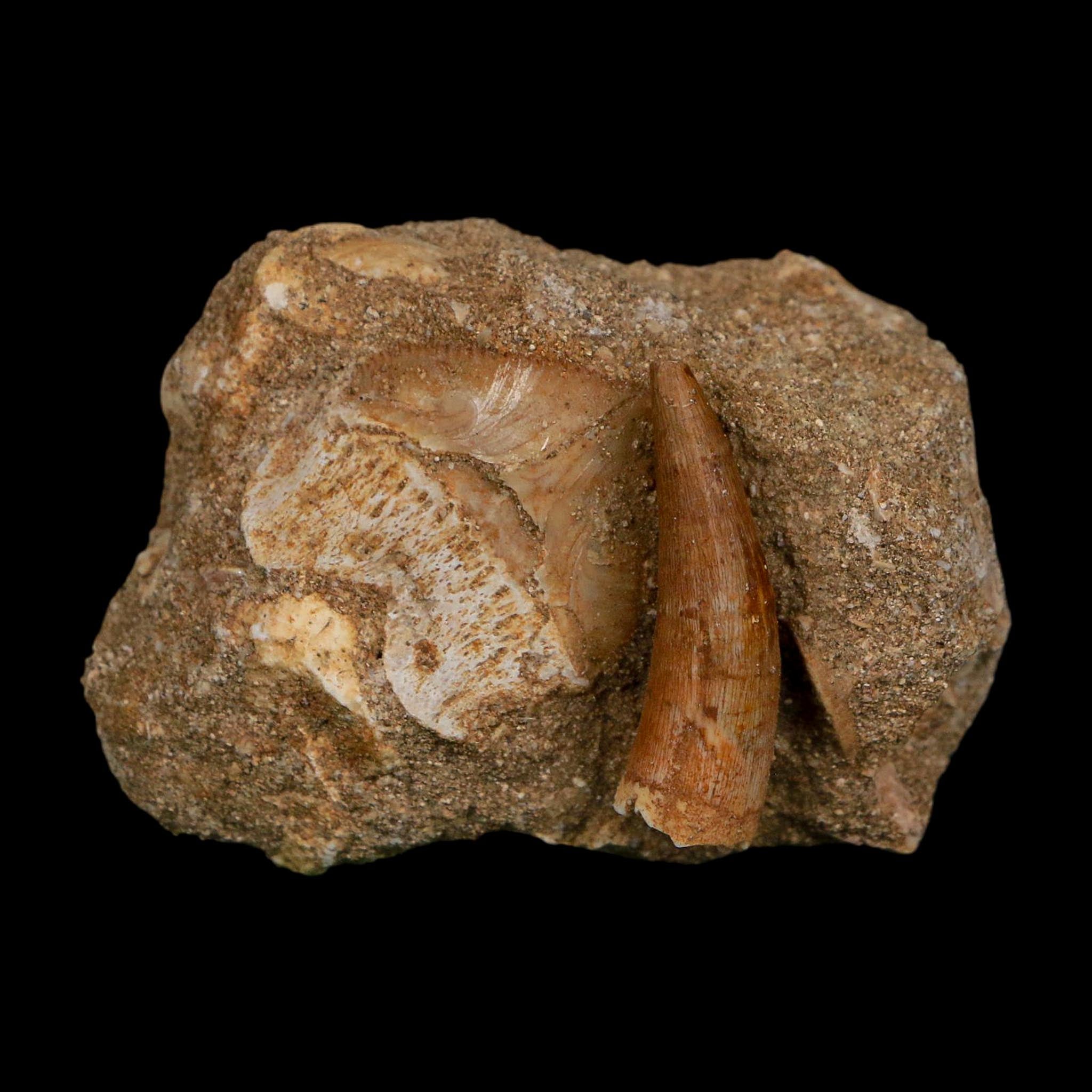 1.2" Plesiosaur Zarafasaura Tooth And Shark Tooth Fossil In Matrix Cretaceous Era COA