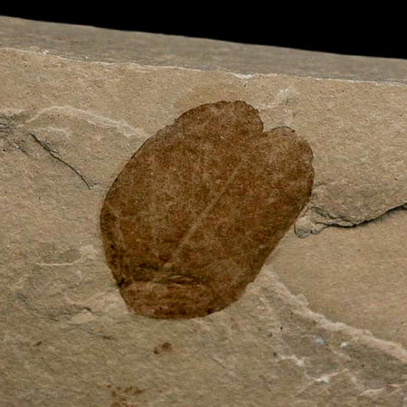 0.8" Detailed Leguminosites Lesquereuxiana Fossil Plant Leaf Eocene Green River FM Utah