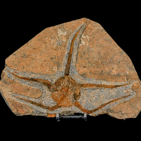 7.2" Brittlestar Ophiura Sp Starfish Fossil Ordovician Age Morocco COA & Stand - Fossil Age Minerals