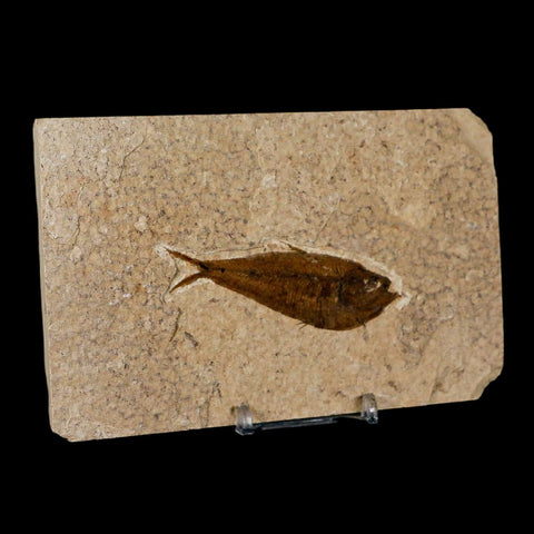 3" Diplomystus Dentatus Fossil Fish Green River FM WY Eocene Age COA, Stand