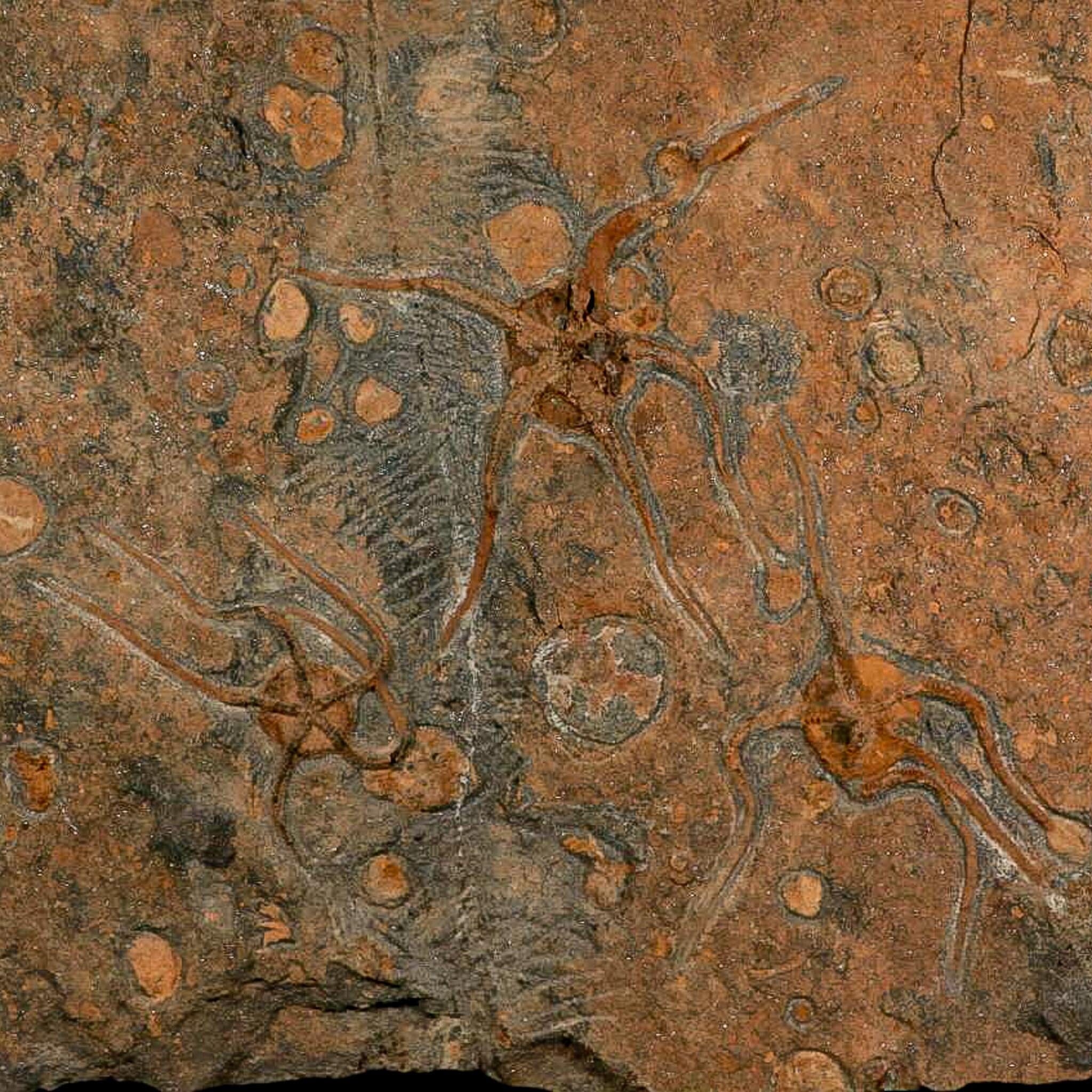 13.2" Brittle Star Ophiura Sp Starfish Mortality Plate Fossil Ordovician Age COA & Stand - Fossil Age Minerals