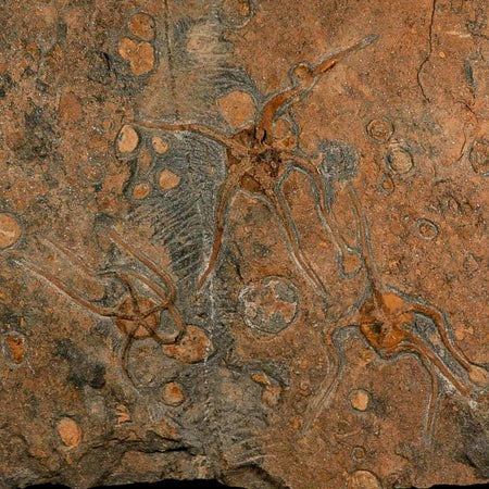 13.2" Brittle Star Ophiura Sp Starfish Mortality Plate Fossil Ordovician Age COA & Stand