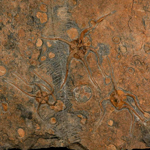 13.2" Brittle Star Ophiura Sp Starfish Mortality Plate Fossil Ordovician Age COA & Stand