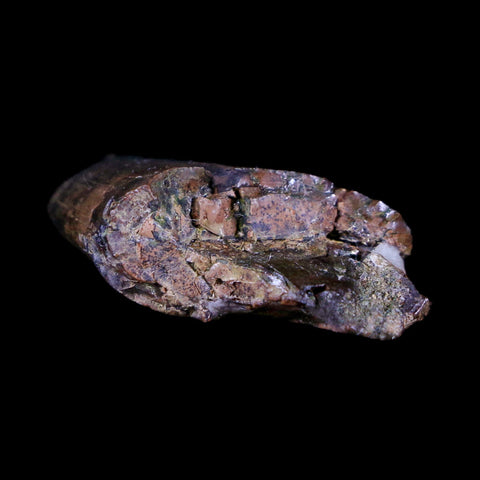 1.6" Tyrannosaur Serrated Fossil Tooth Cretaceous Dinosaur Judith River FM MT COA - Fossil Age Minerals