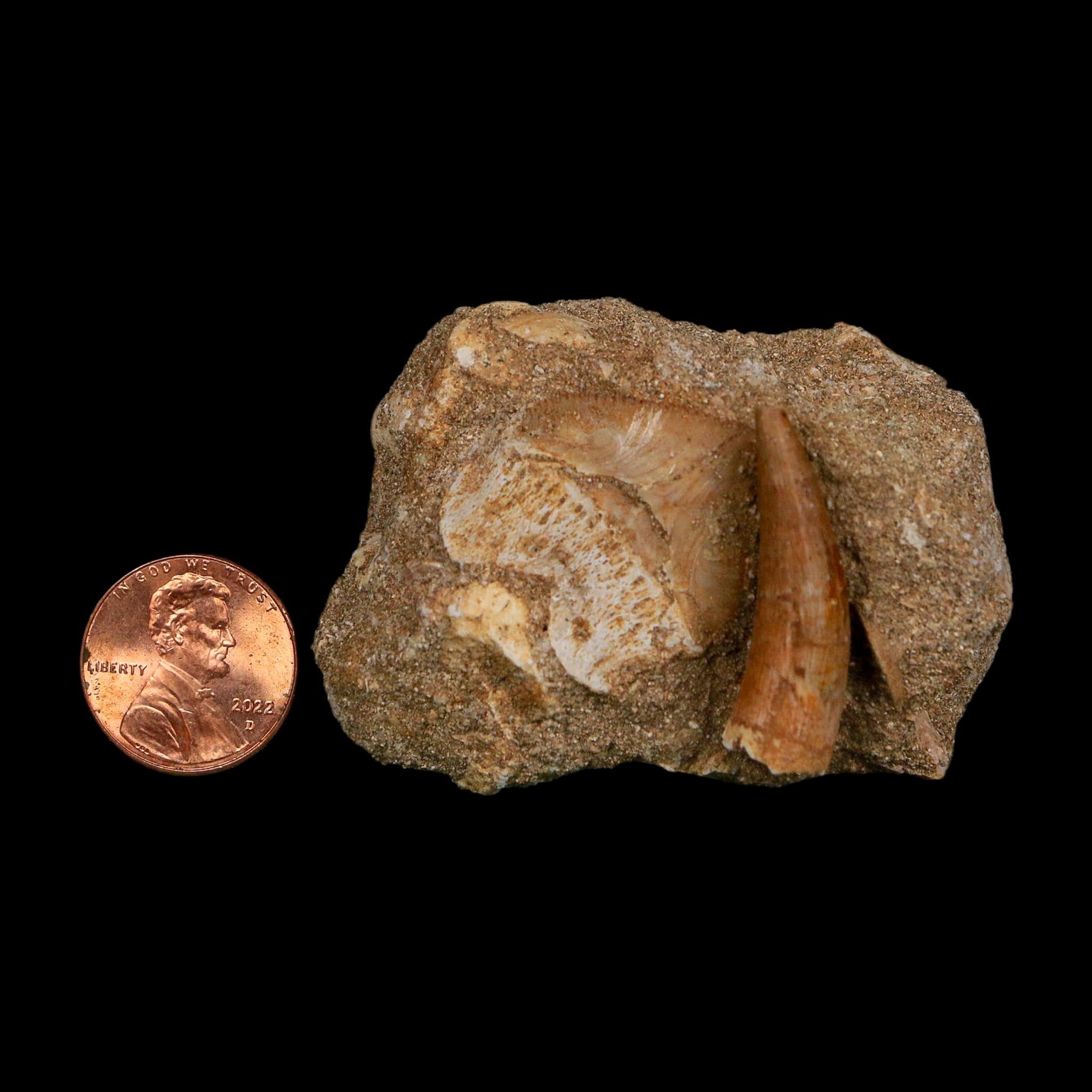 1.2" Plesiosaur Zarafasaura Tooth And Shark Tooth Fossil In Matrix Cretaceous Era COA