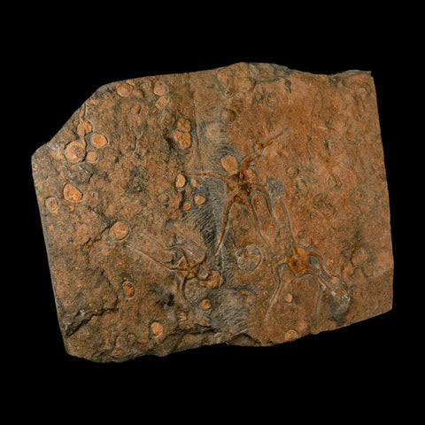 13.2" Brittle Star Ophiura Sp Starfish Mortality Plate Fossil Ordovician Age COA & Stand