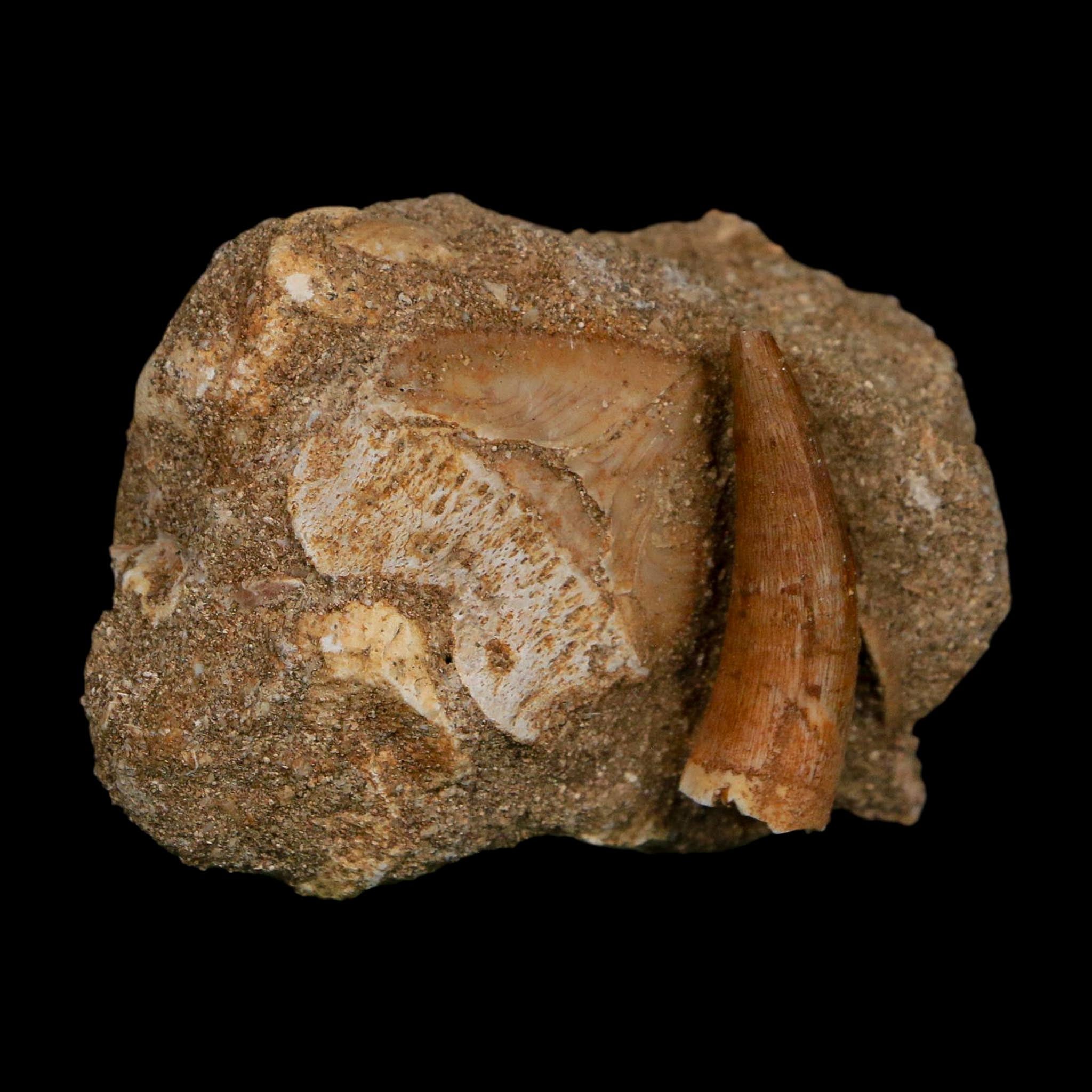 1.2" Plesiosaur Zarafasaura Tooth And Shark Tooth Fossil In Matrix Cretaceous Era COA
