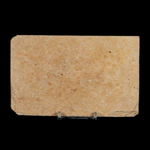 3" Diplomystus Dentatus Fossil Fish Green River FM WY Eocene Age COA, Stand
