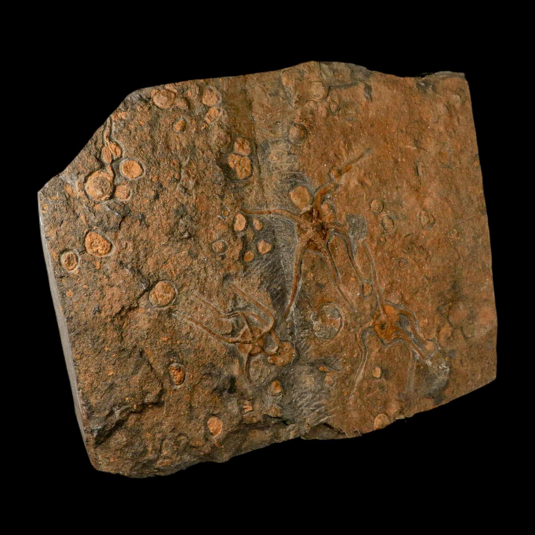 13.2" Brittle Star Ophiura Sp Starfish Mortality Plate Fossil Ordovician Age COA & Stand - Fossil Age Minerals
