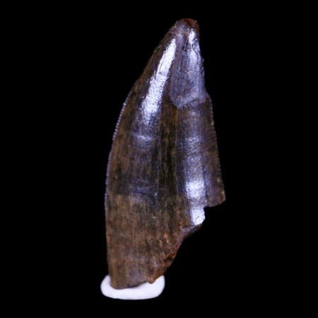 1.2" Tyrannosaur Serrated Fossil Tooth Cretaceous Dinosaur Judith River FM MT COA