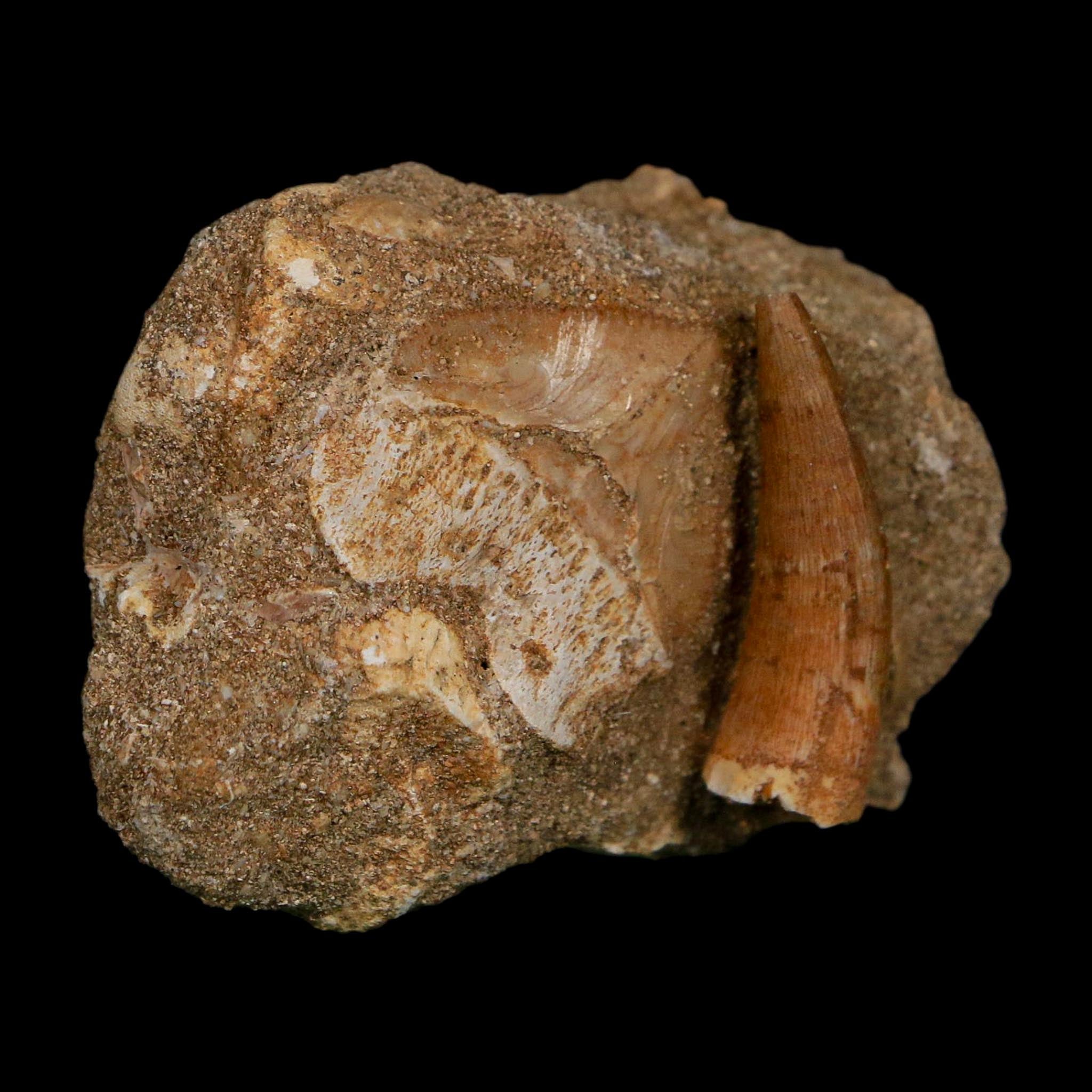 1.2" Plesiosaur Zarafasaura Tooth And Shark Tooth Fossil In Matrix Cretaceous Era COA