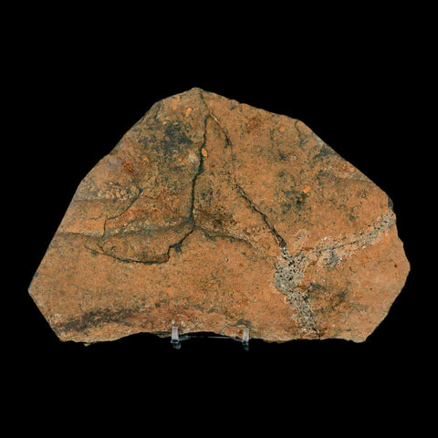7.2" Brittlestar Ophiura Sp Starfish Fossil Ordovician Age Morocco COA & Stand - Fossil Age Minerals
