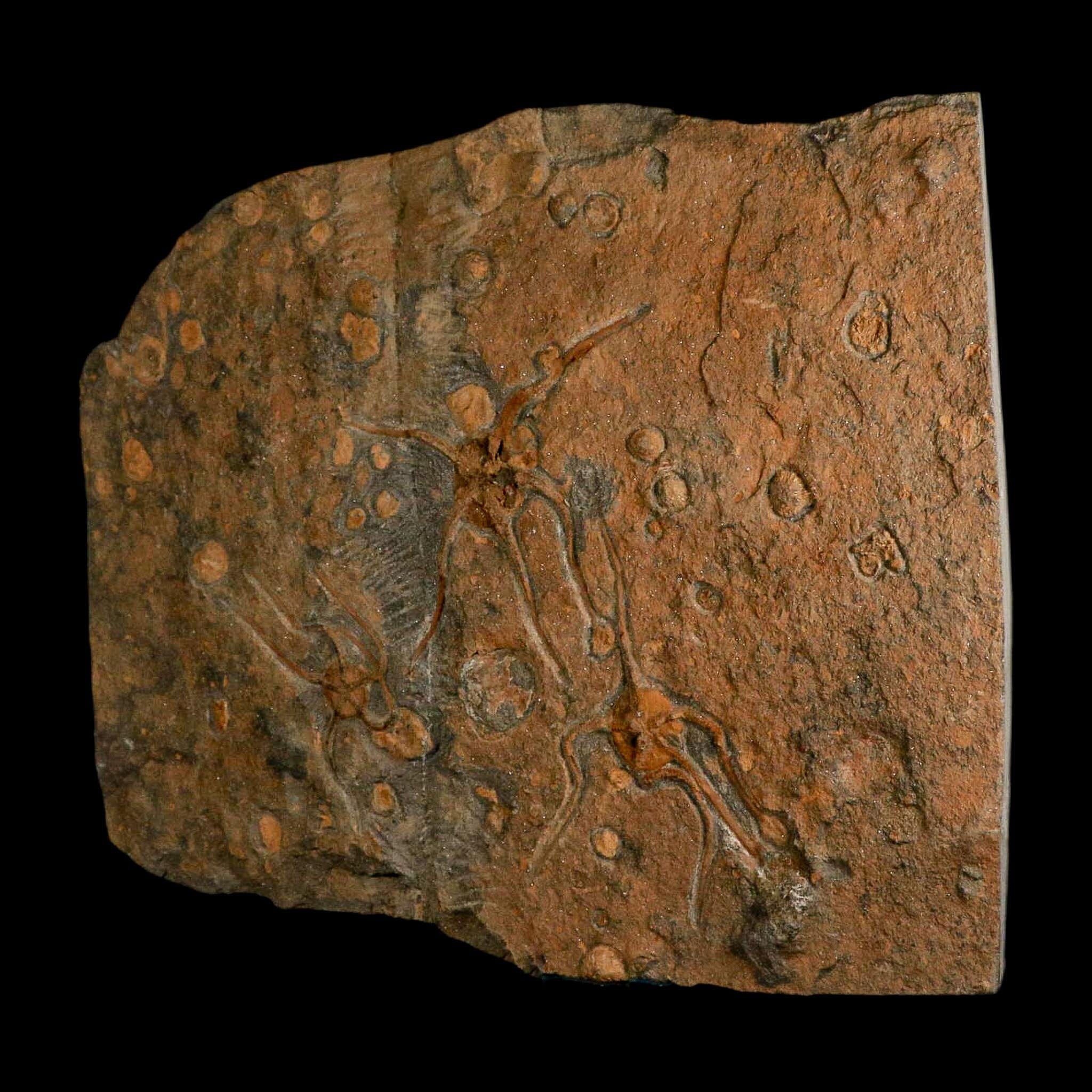 13.2" Brittle Star Ophiura Sp Starfish Mortality Plate Fossil Ordovician Age COA & Stand - Fossil Age Minerals