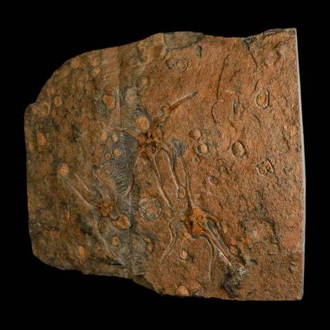 13.2" Brittle Star Ophiura Sp Starfish Mortality Plate Fossil Ordovician Age COA & Stand