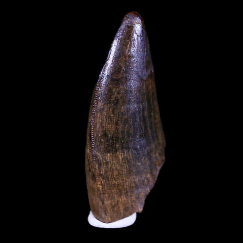 1.2" Tyrannosaur Serrated Fossil Tooth Cretaceous Dinosaur Judith River FM MT COA - Fossil Age Minerals