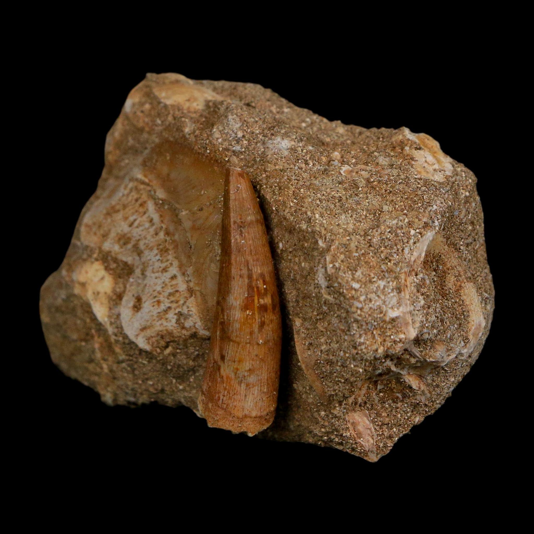 1.2" Plesiosaur Zarafasaura Tooth And Shark Tooth Fossil In Matrix Cretaceous Era COA