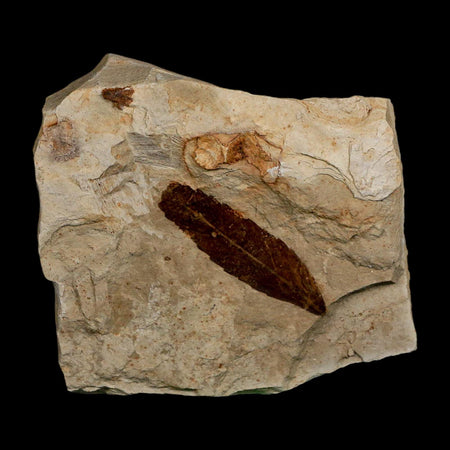 1.6" Detailed Cedrelospermum Nervosum Fossil Plant Leaf Eocene Age Green River FM UT