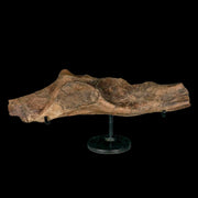 11.9" Brachylophosaurus Fossil Illium Cretaceous Dinosaur Judith River FM MT COA Stand