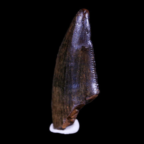 1.2" Tyrannosaur Serrated Fossil Tooth Cretaceous Dinosaur Judith River FM MT COA - Fossil Age Minerals