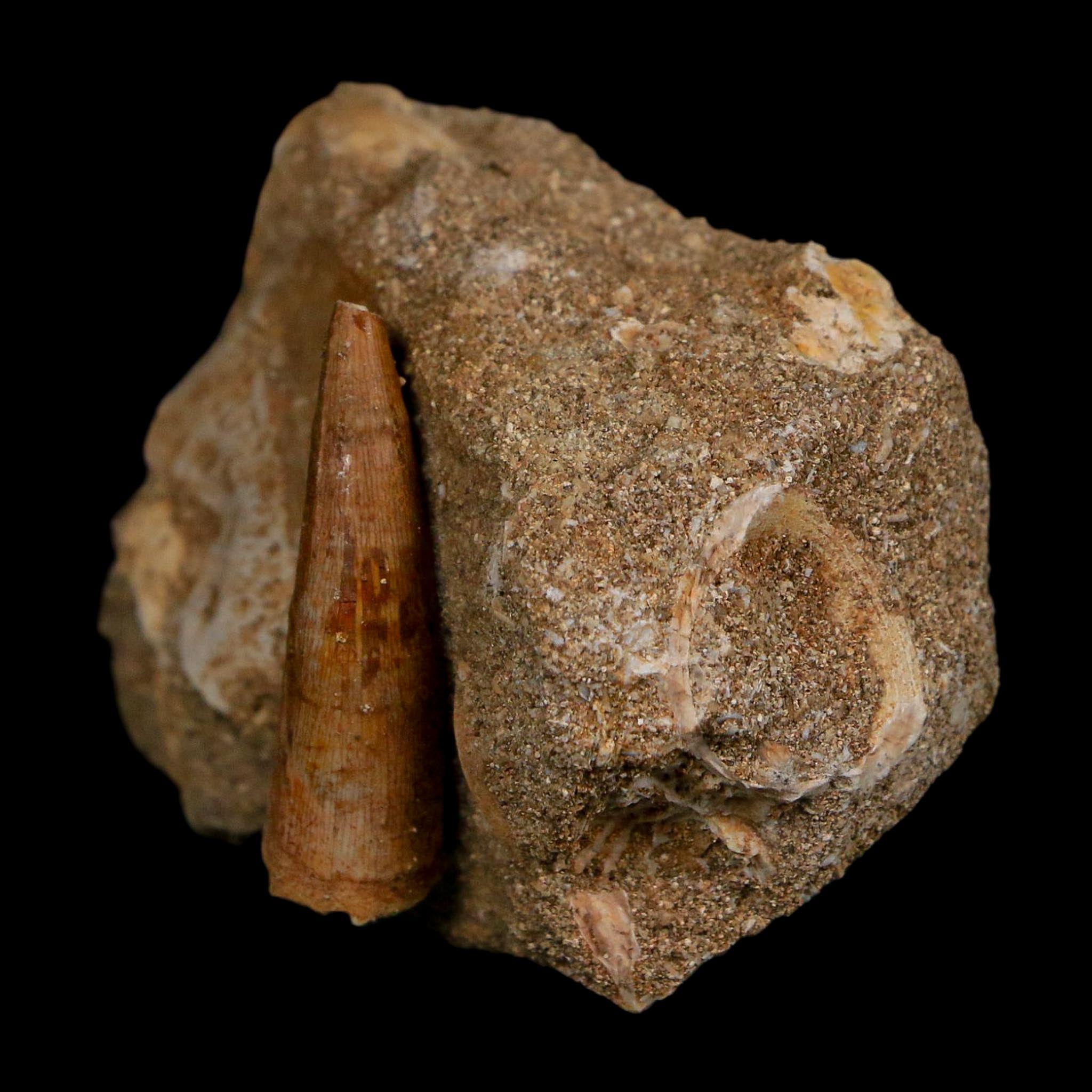 1.2" Plesiosaur Zarafasaura Tooth And Shark Tooth Fossil In Matrix Cretaceous Era COA