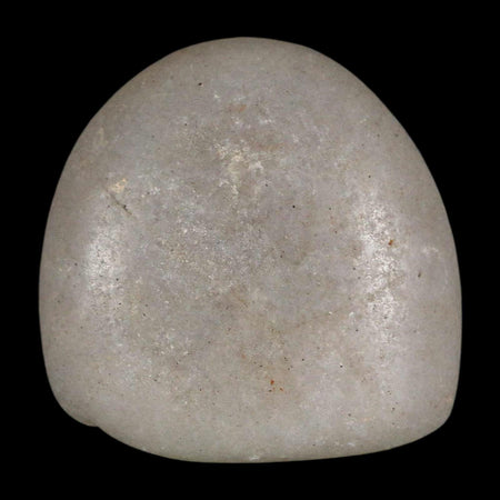 1.7" Sauropod Dinosaur Stomach Stone Gastrolith Rock Gizzard Stone COA