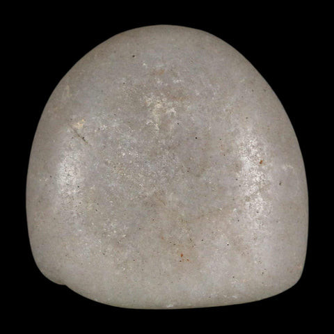 1.7" Sauropod Dinosaur Stomach Stone Gastrolith Rock Gizzard Stone COA