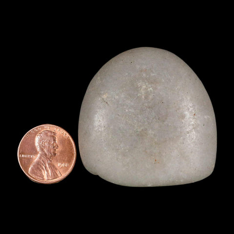 1.7" Sauropod Dinosaur Stomach Stone Gastrolith Rock Gizzard Stone COA