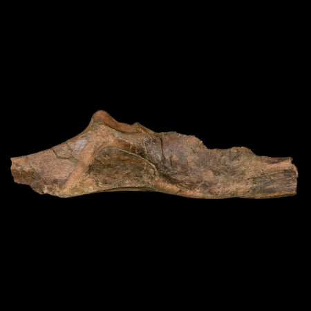 11.9" Brachylophosaurus Fossil Illium Cretaceous Dinosaur Judith River FM MT COA Stand