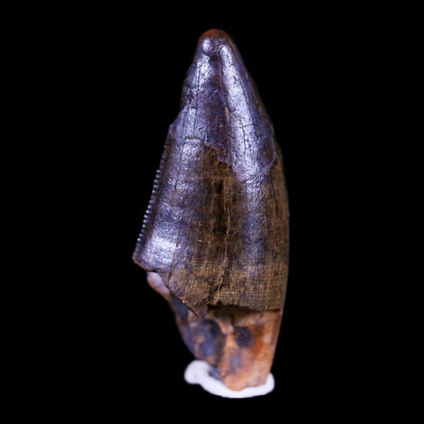 1.2" Tyrannosaur Serrated Fossil Tooth Cretaceous Dinosaur Judith River FM MT COA - Fossil Age Minerals