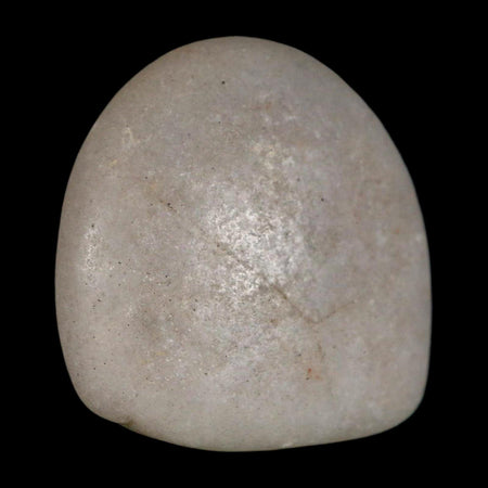 1.7" Sauropod Dinosaur Stomach Stone Gastrolith Rock Gizzard Stone COA