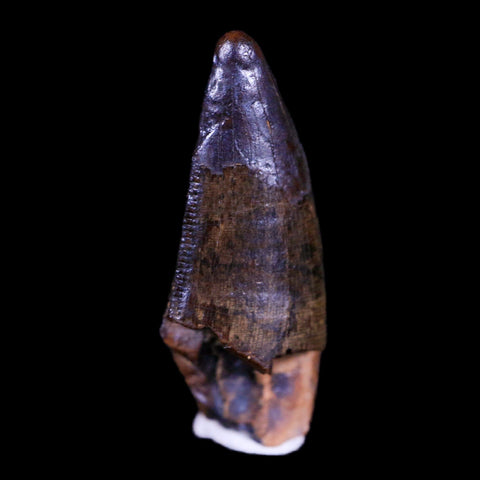 1.2" Tyrannosaur Serrated Fossil Tooth Cretaceous Dinosaur Judith River FM MT COA - Fossil Age Minerals