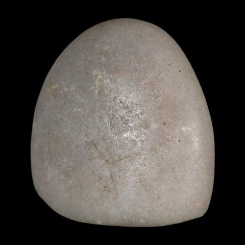 1.7" Sauropod Dinosaur Stomach Stone Gastrolith Rock Gizzard Stone COA