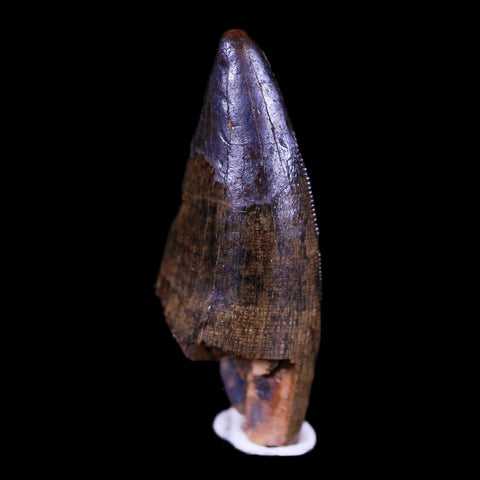 1.2" Tyrannosaur Serrated Fossil Tooth Cretaceous Dinosaur Judith River FM MT COA - Fossil Age Minerals