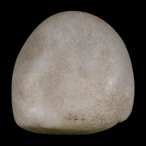 1.7" Sauropod Dinosaur Stomach Stone Gastrolith Rock Gizzard Stone COA