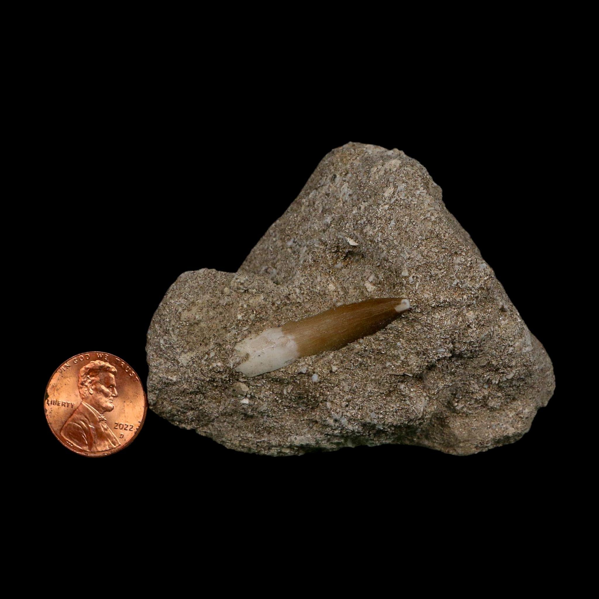 1.3" Plesiosaur Zarafasaura Tooth Fossil In Matrix Cretaceous Dinosaur Era COA