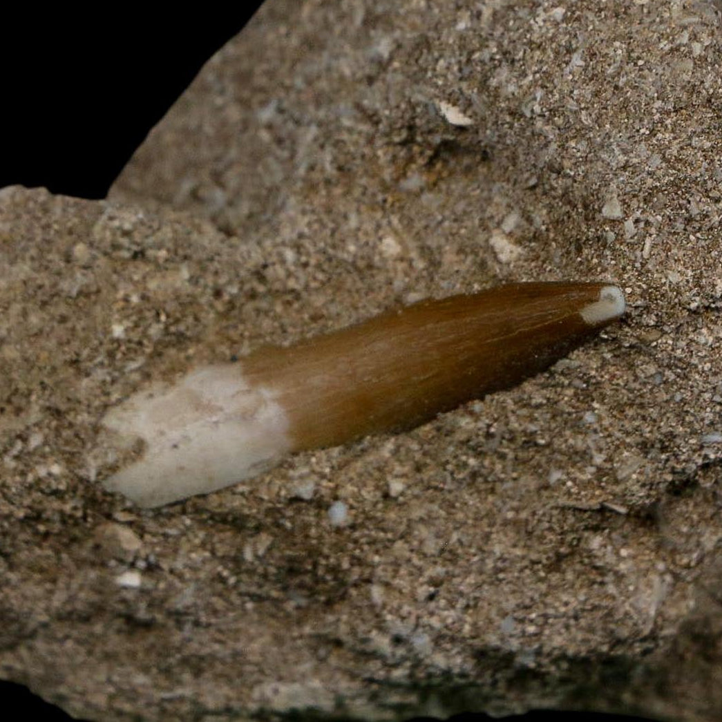 1.3" Plesiosaur Zarafasaura Tooth Fossil In Matrix Cretaceous Dinosaur Era COA