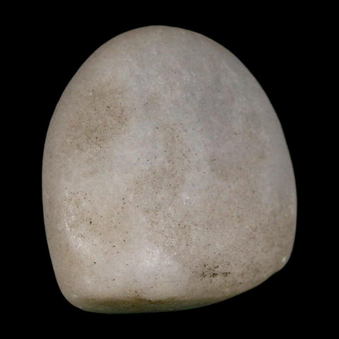 1.7" Sauropod Dinosaur Stomach Stone Gastrolith Rock Gizzard Stone COA