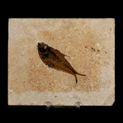 2.9" Diplomystus Dentatus Fossil Fish Green River FM WY Eocene Age COA, Stand