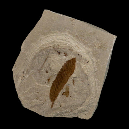 1.3" Detailed Cedrelospermum Nervosum Fossil Plant Leaf Eocene Age Green River FM UT
