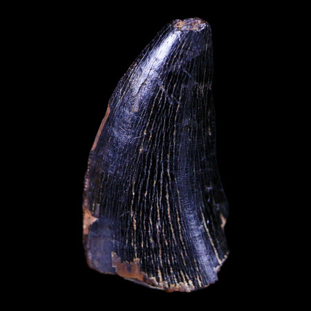 0.9" Tyrannosaur Serrated Fossil Tooth Cretaceous Dinosaur Judith River FM MT COA